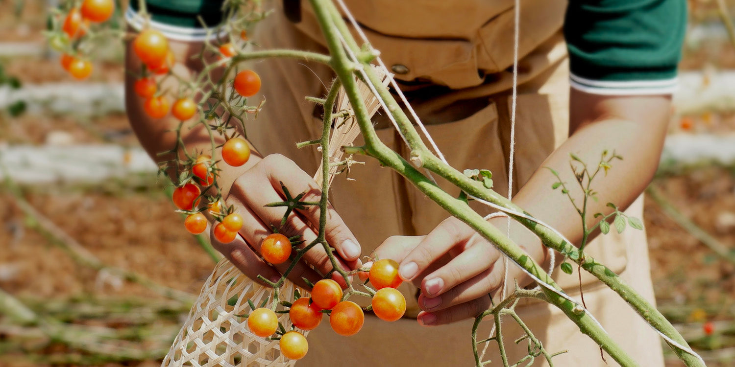 Here’s why our Cherry Tomato Chips were Out-Of-Stock for 6 months